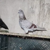 حدود سی عدد. کبوتر سالم پرشی|پرنده|انزل, |دیوار