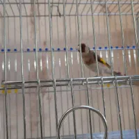 سهره|پرنده|ایذه, |دیوار