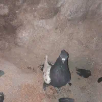 کبوتر سینه سیاه