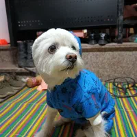 واگذاری شیتزو|سگ|چالوس, |دیوار