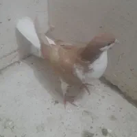 کفتر شصی|پرنده|محمدیه-قزوین, |دیوار