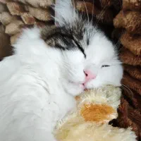 واگذاری رایگان بچه گربه