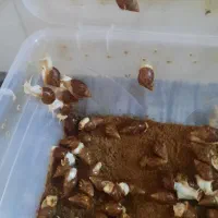 فروش‌حلزون‌پرورشی.