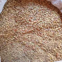 عدس|خوردنی و آشامیدنی|بجنورد, |دیوار