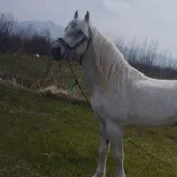 فروش اسب ۶سال