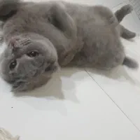 اسکاتیش ۸ ماهه و ۹ ماهه