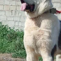 آلابای روسی کائو