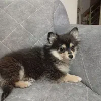 واگذاری سگ پاکوتاه نژاد دار