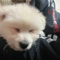 سگ نژاد دار|سگ|رباط‌کریم, رباط‌کریم|دیوار