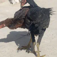 جوجه لاری نسل قدیم،تاج مهر عتیقه و خیلی کمیاب|حیوانات مزرعه|آفتاب, |دیوار