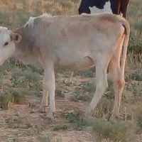 گوساله چاق دورگه