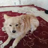 به دلیل مهاجرت|سگ|شیراز, دروازه اصفهان|دیوار