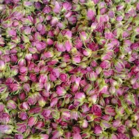 غنچه گل محمدی جهت صادرات