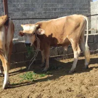 گاو و گوساله جلب گستر