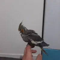 جوجه عروس هلندی|پرنده|تهران, شهرک رضویه|دیوار