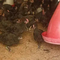 جوجه مرغ و خروس محلی|حیوانات مزرعه|زید آباد, |دیوار