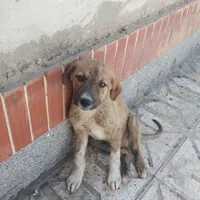 واگذاری سگ نگهبان