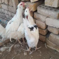 خروس گلین مطابق عکس|حیوانات مزرعه|خمینی‌شهر, |دیوار