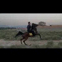 مادیان کرد سواری درجه یک۳نیم ساله