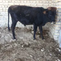 گوساله نر ۱۲۰کیلویی|حیوانات مزرعه|معصومیه, |دیوار