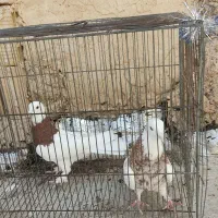 یک جفت طوقی آس