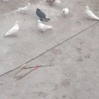 کبوتر پریشی