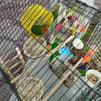 دو تا کوتوله و 4تا مرغ عشق