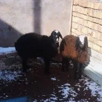 برماده اصیل شال