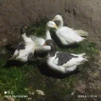 غاز پرنده باغ بلدرچین ک،ک