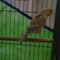 قناری نر آواز خوان|پرنده|شاهینشهر, بنیاد ازدواج|دیوار