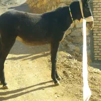 قاطر ماده7ماهه|حیوانات مزرعه|پاوه, |دیوار