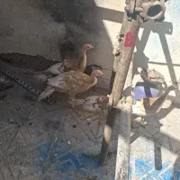 ۵ عدد بوقلمون ۸ میلیون