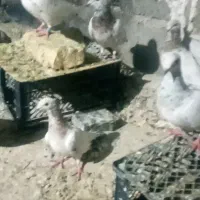 کبوتر سرور دونه ای ۳۰۰