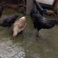 تعدادی جوجه مرغ و جوجه خروس ایام سمانی|حیوانات مزرعه|رشت, یخسازی|دیوار