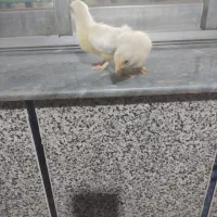 جوجه مرغ کوشین پاپر