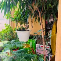 بنجامین امستر نمایشگاهی زیر قیمت|گل و گیاه طبیعی|کرج, باغستان|دیوار