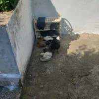 مرغ و خروس زینتی برهما سلطان لهستانی و هلندی