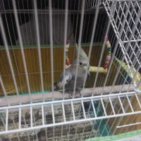 عروس هلندی ماده