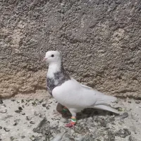 طوقی وکله سیاه|پرنده|خرمشهر, |دیوار