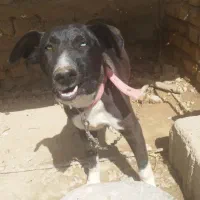 سگ قدرجونی دو رگه