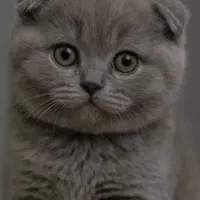 گربه اسکاتیش فولد بلو