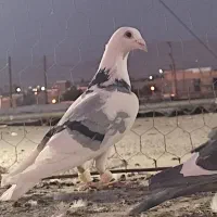 کبوتر