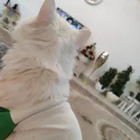 گربه پرشین با تربیت|گربه|قائن, |دیوار