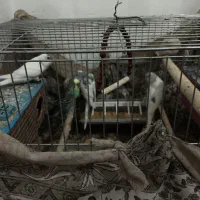 مرغ عشق|پرنده|سردشت, |دیوار