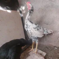 خروس لاری