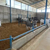 شیرالاغ تازه(شیر الاغ شیرخرشیر خر)دوشیدن درحضورشما