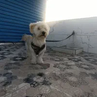 سگ پامر