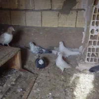 کبوتر به سورت عمده