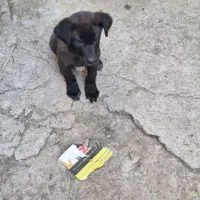 سگ عراقی|سگ|ورزقان, |دیوار