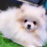 سگ پامرانین پت